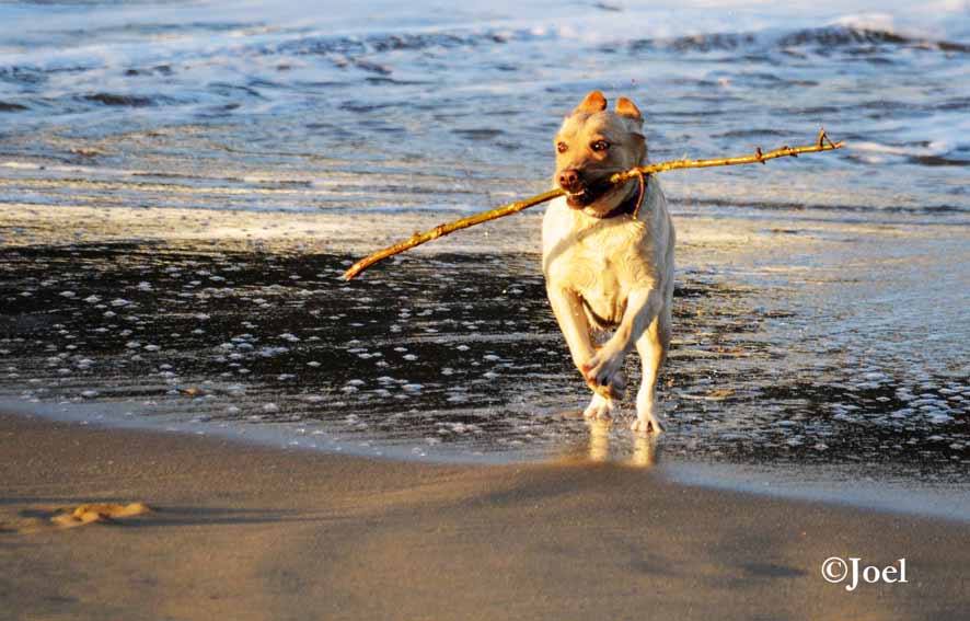Perro I