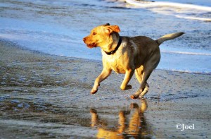 Perro II