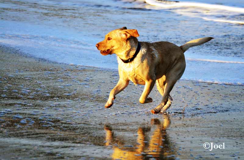 Perro II