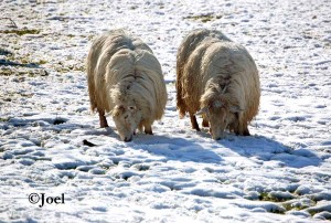 Ovejas en la nieve