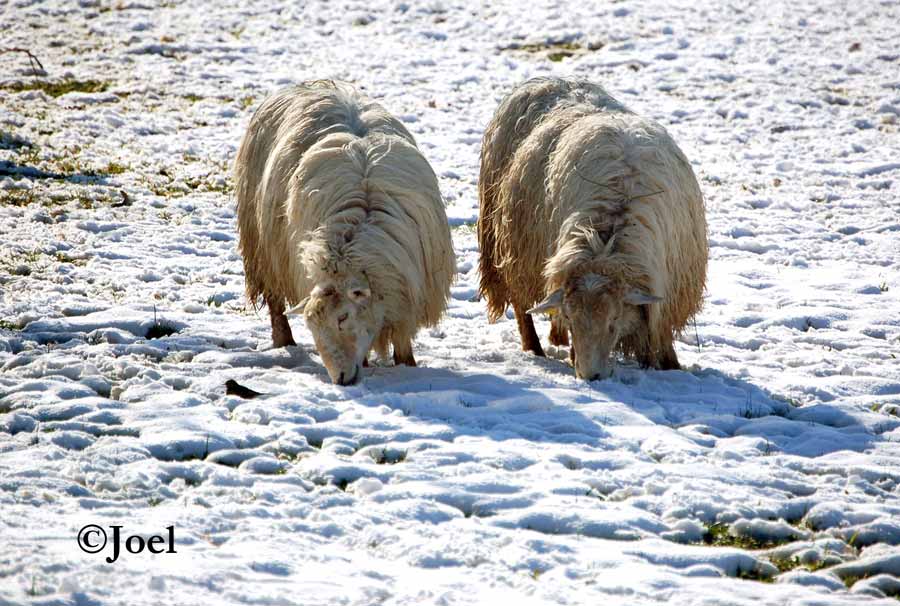 Ovejas en la nieve