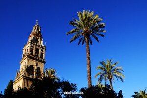Catedral y palmeras